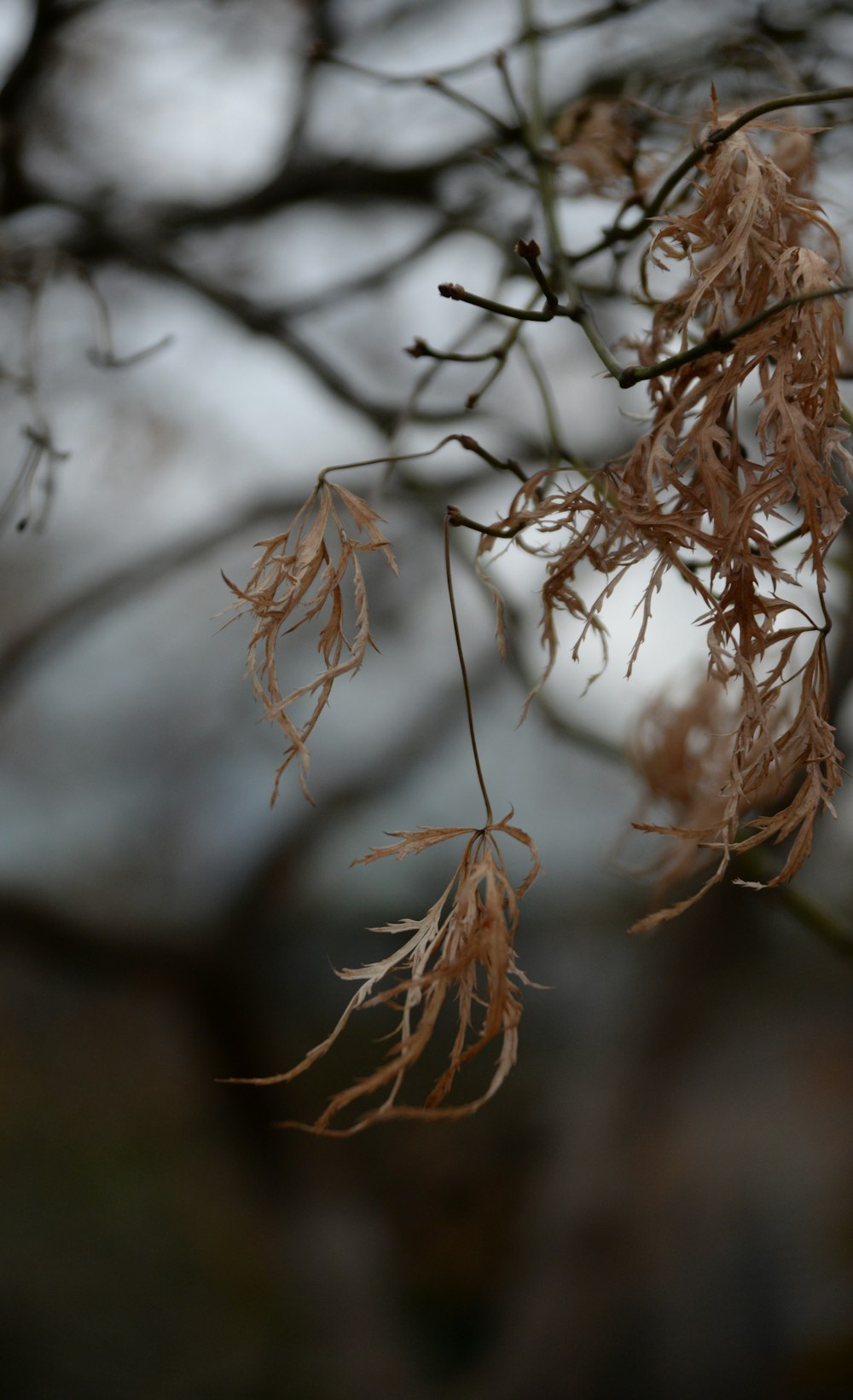 brown dried leaves in tilt shift lens