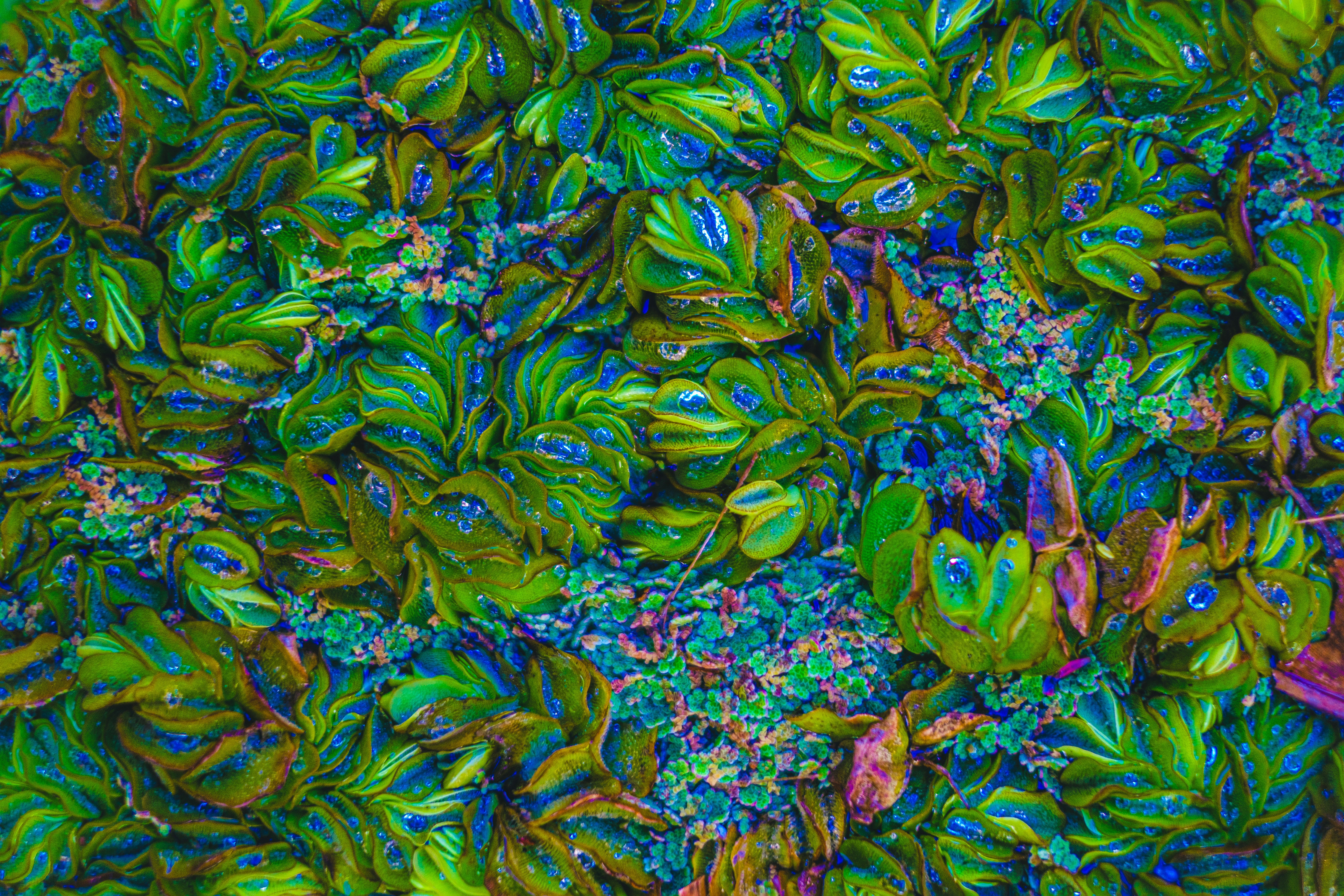 Just a botanical colony