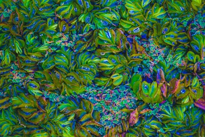 green and purple leaves on ground