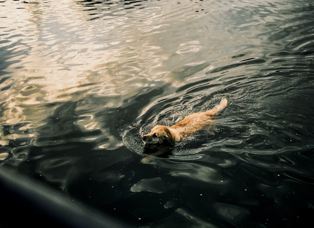 brown short coated dog on water during daytime