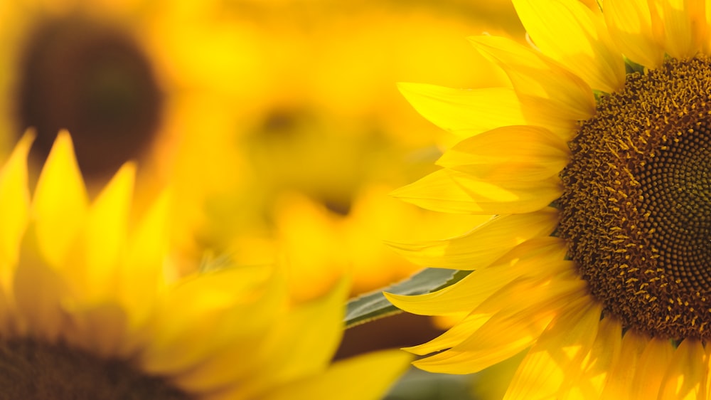 yellow flower in macro lens