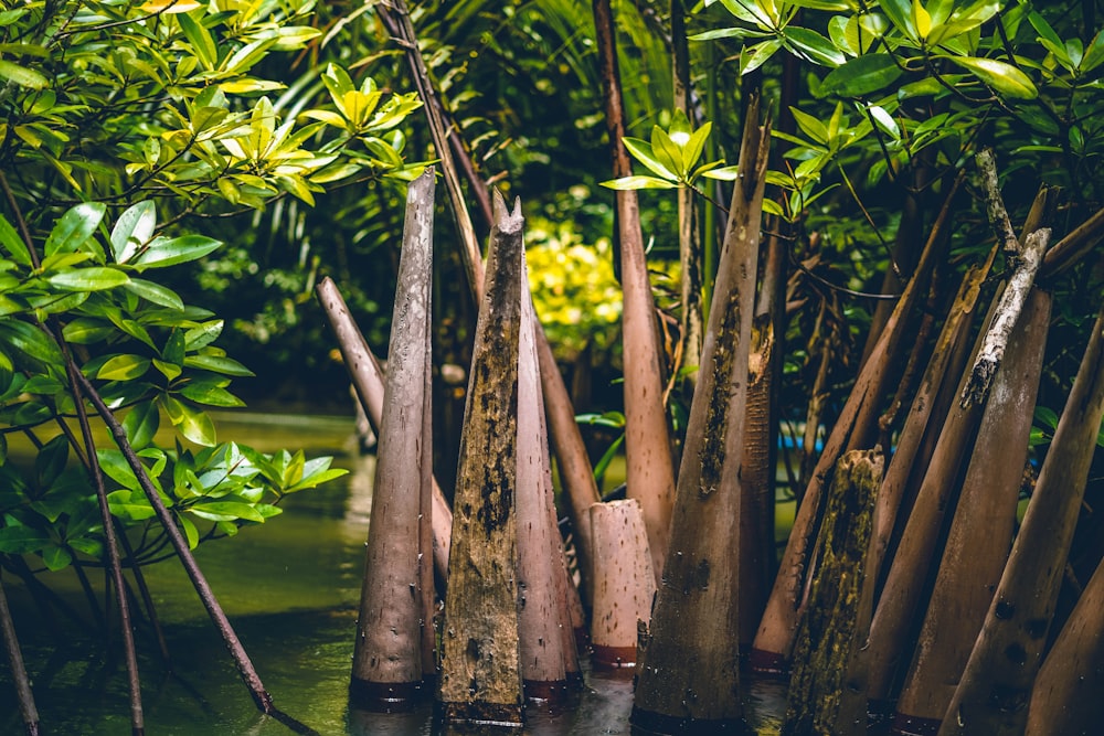brown wooden sticks on water