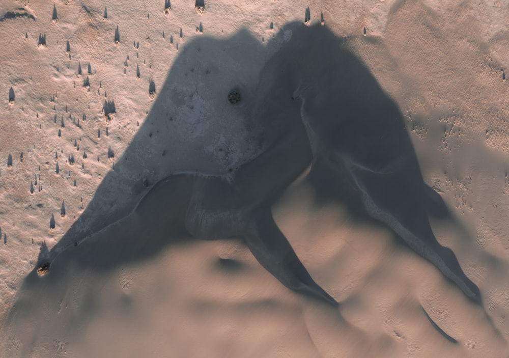 black animal on brown sand during daytime