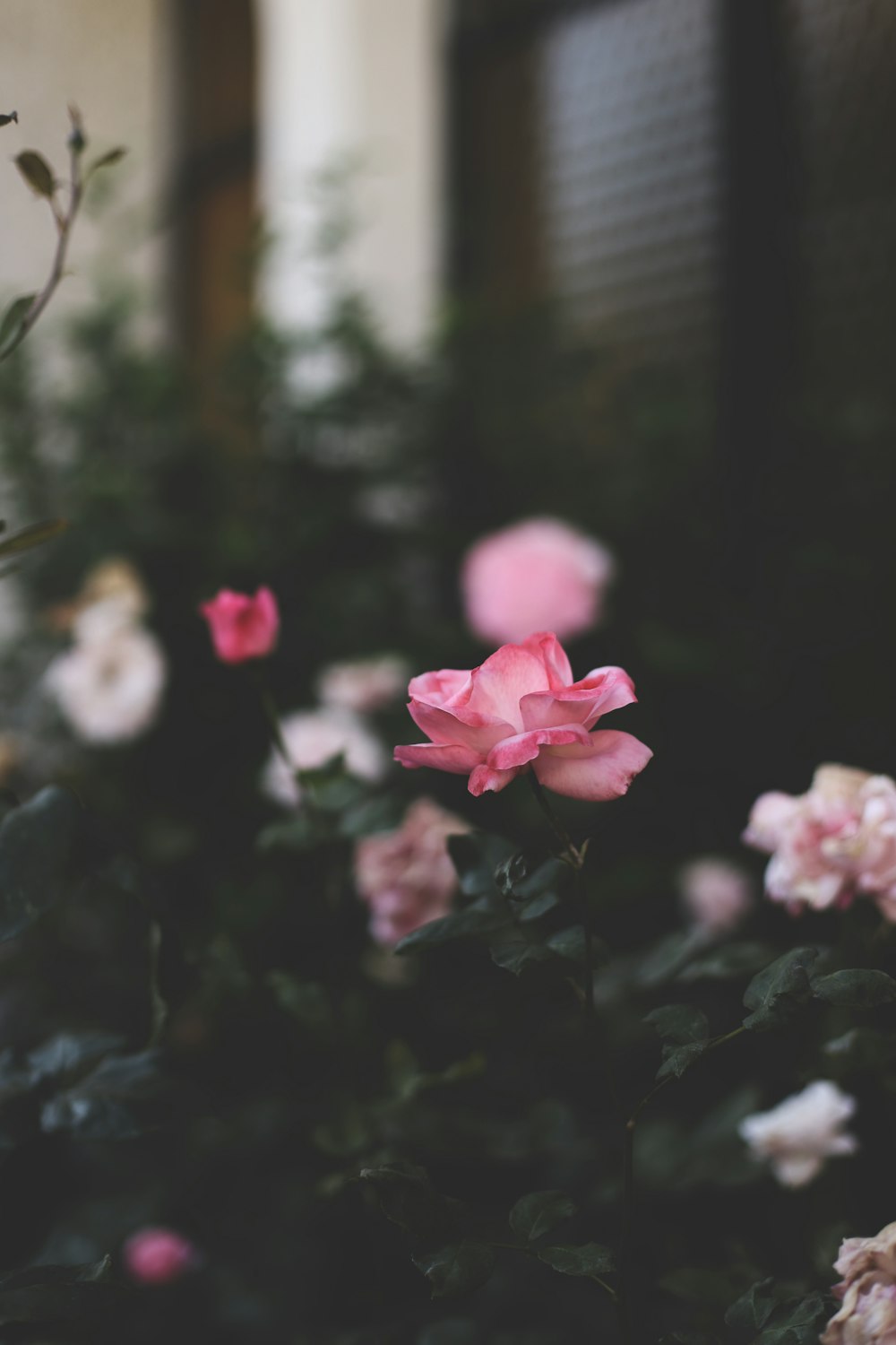 pink flowers in tilt shift lens