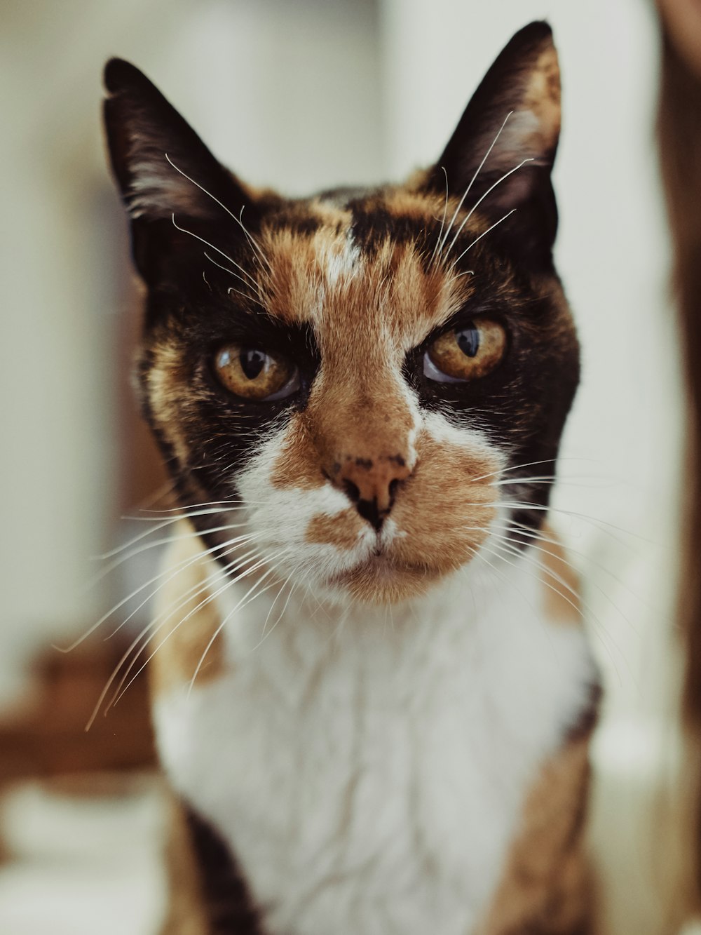calico cat on brown wooden table