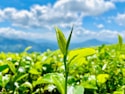 Close-up of L-theanine green tea leaves with a soft focus background.