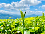Close-up of glossy black tea leaves freshly picked in a lush garden.