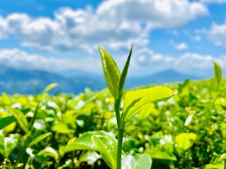 A close-up of vibrant green tea leaves with a backdrop of a clear blue sky and fluffy white clouds. The bright sunlight highlights the fresh, glossy texture of the leaves. In the distance, a silhouette of mountain ranges can be seen.
