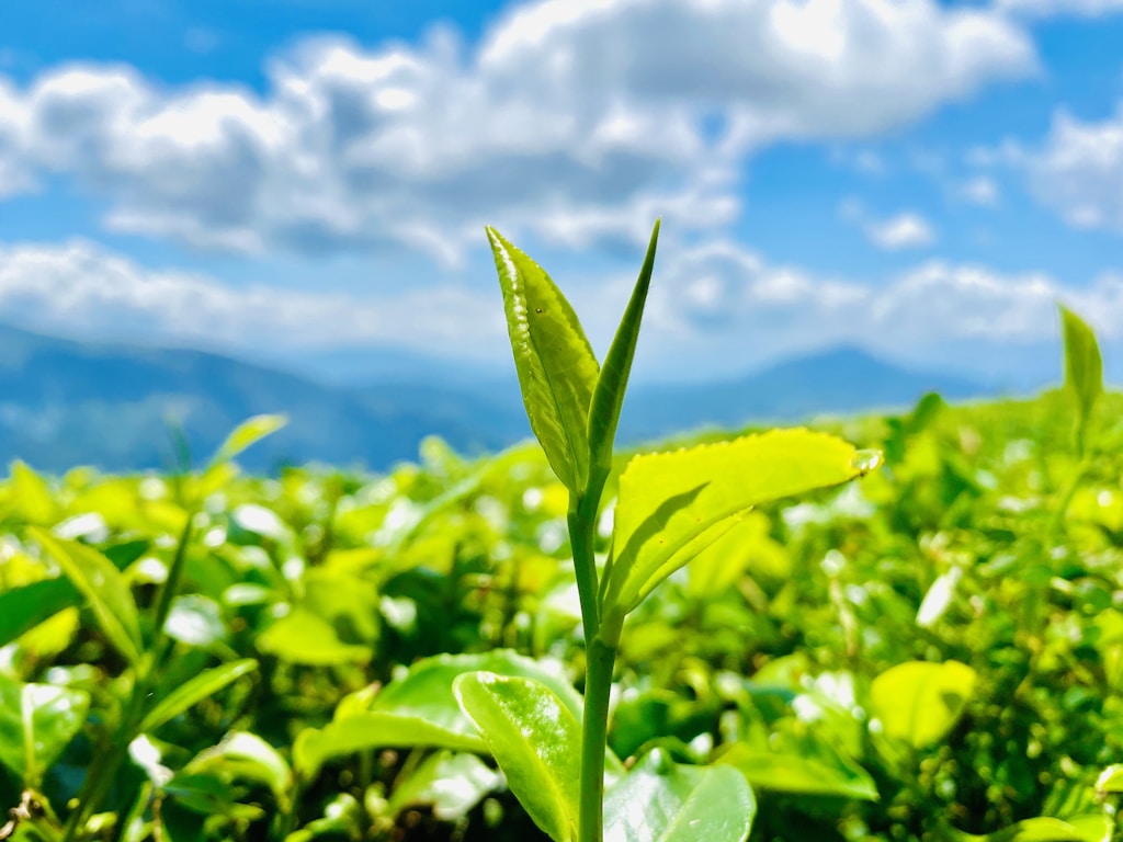 Garden Green Tea