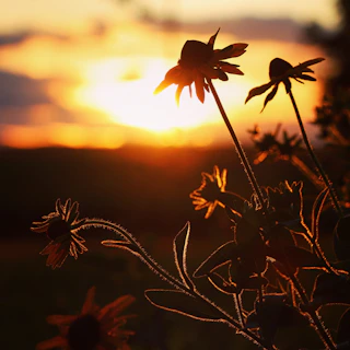 Evening shadows highlighting the elegant forms of selected everythingie everythingie creations.