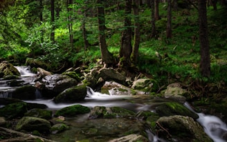 A relaxing nature-themed game scene with lush forests and gentle streams.