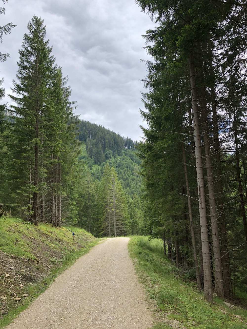 green pine trees under white clouds during daytime