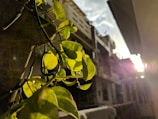 Close-up of vibrant green leaves filtering sunlight on a small urban balcony.