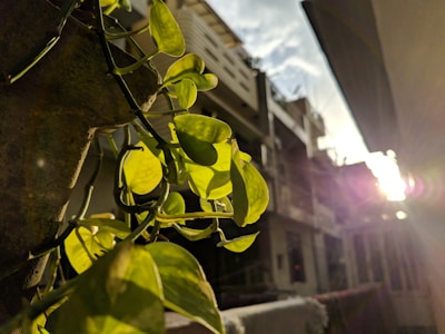 Close-up of vibrant green leaves filtering sunlight on a small urban balcony.
