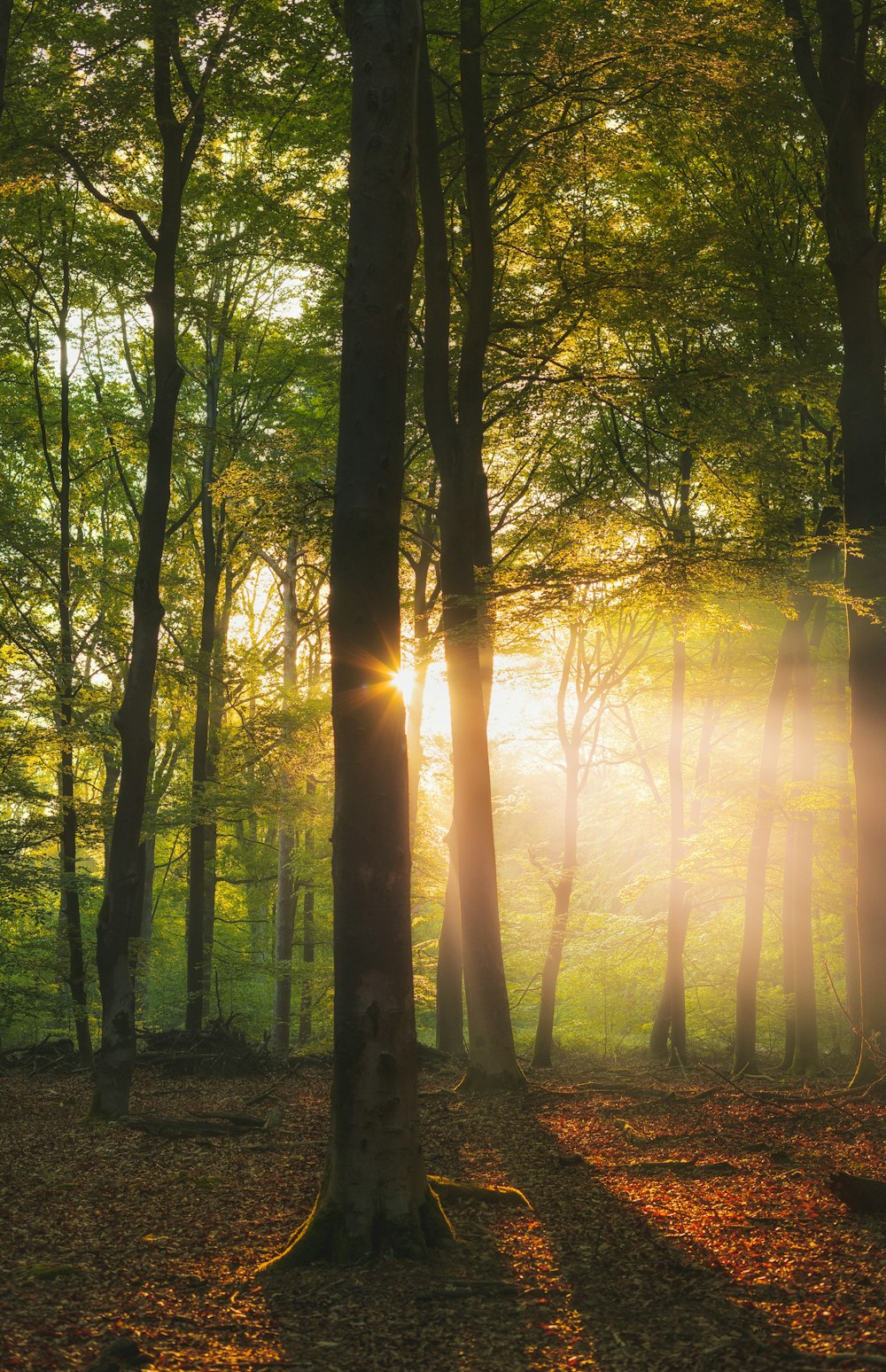 sun rays coming through trees