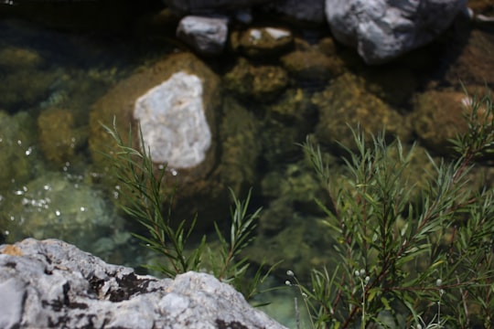 green water lilies on water in Tropojë Albania