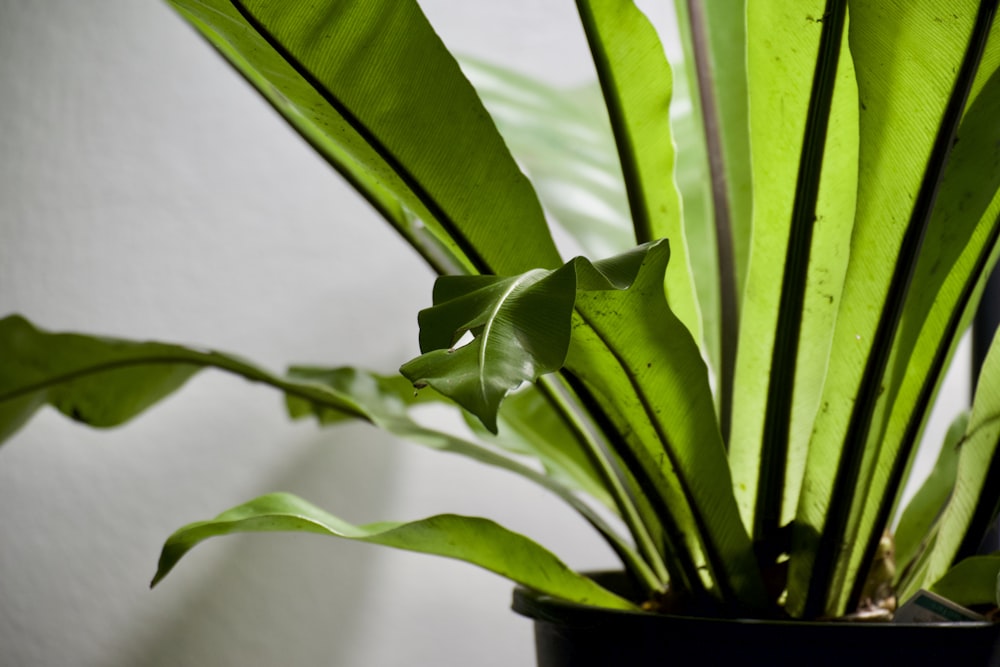 green plant in black pot