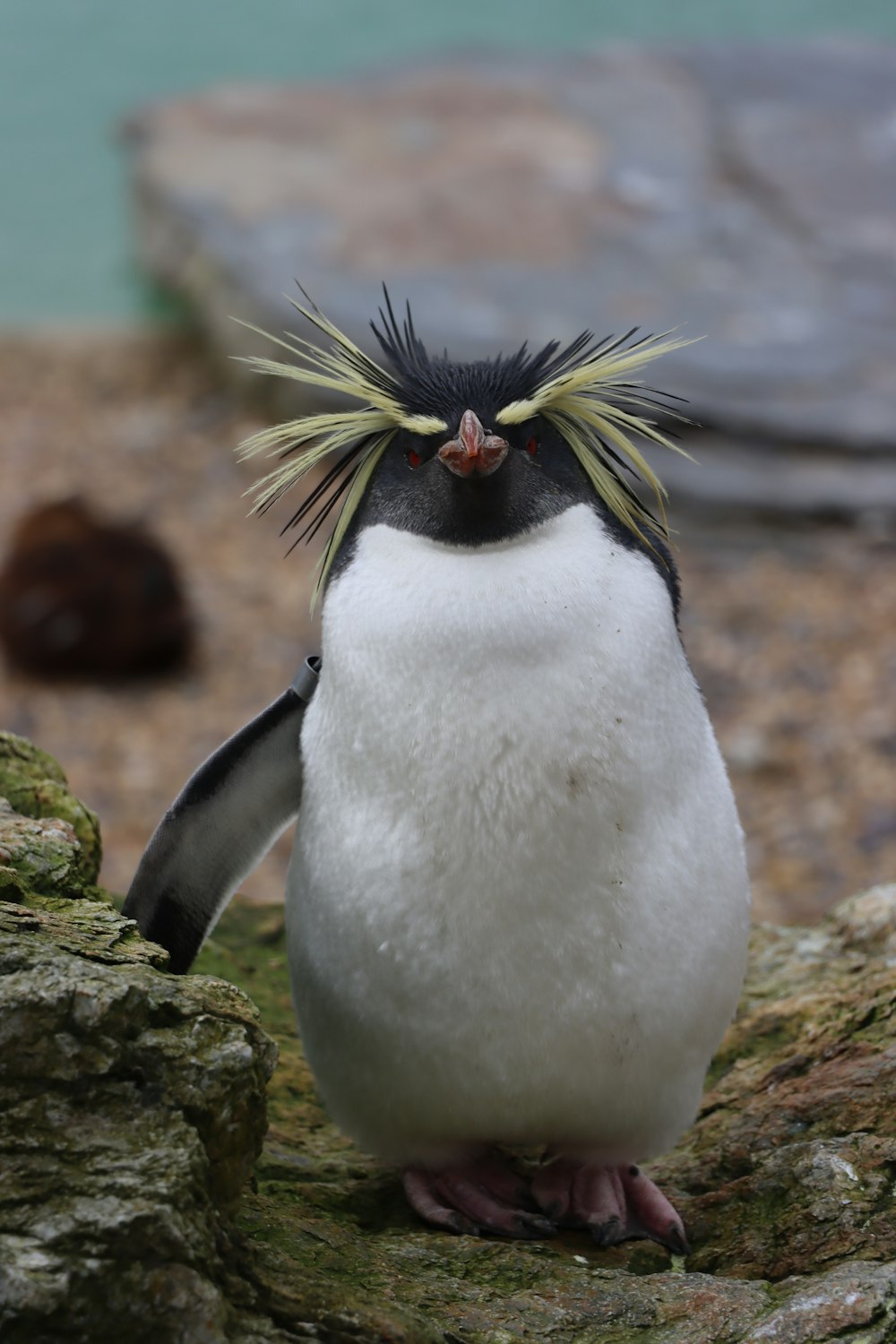 昼間、茶色の岩の上に立つペンギン