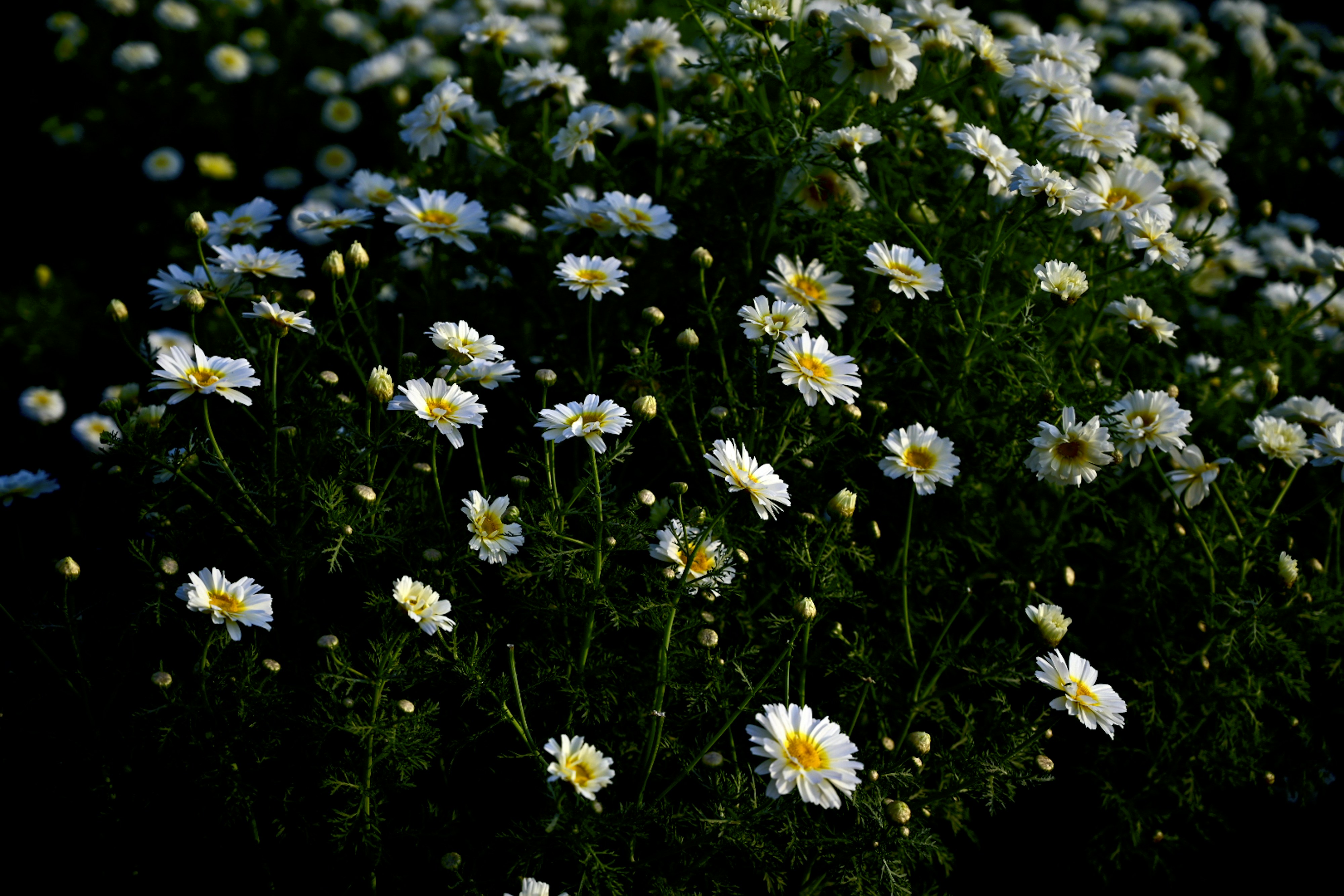 Photo by rrajputphotography