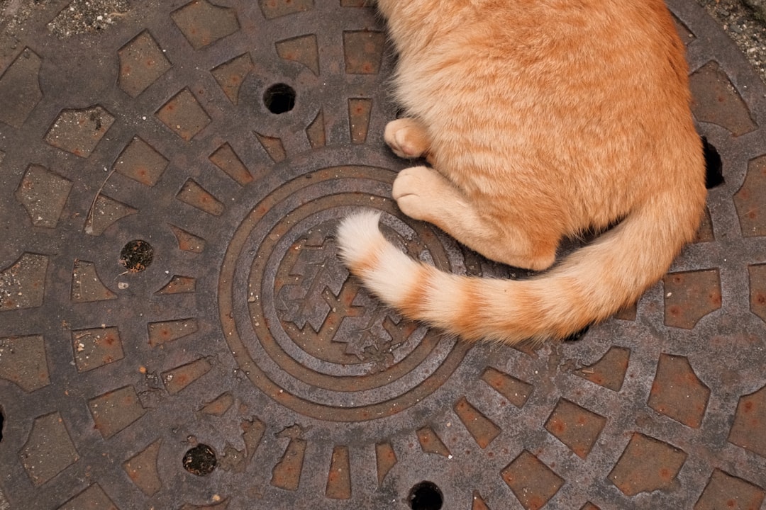 orange tabby cat lying on grey concrete floor