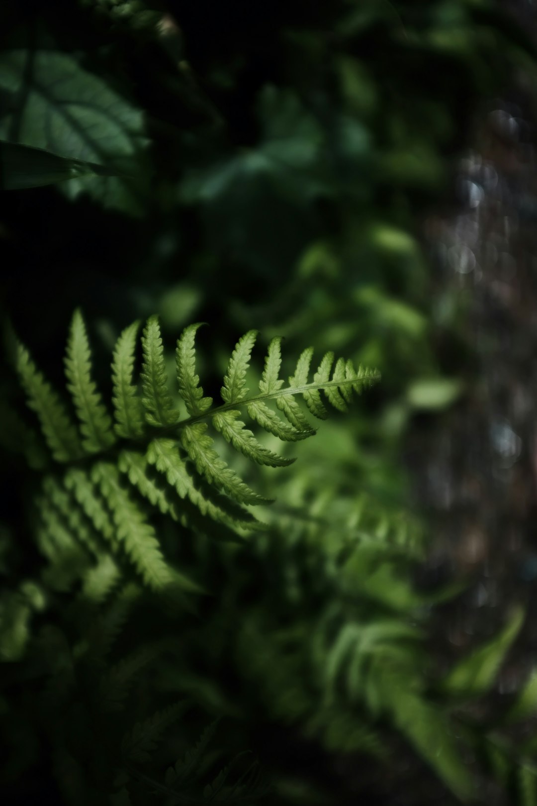 green fern plant in close up photography