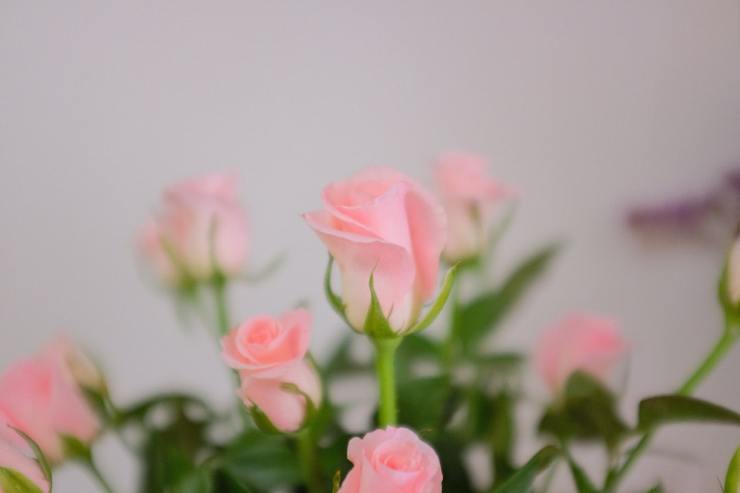 pink roses in close up photography