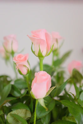 Delicate pink roses clustered together against lush green leaves.
