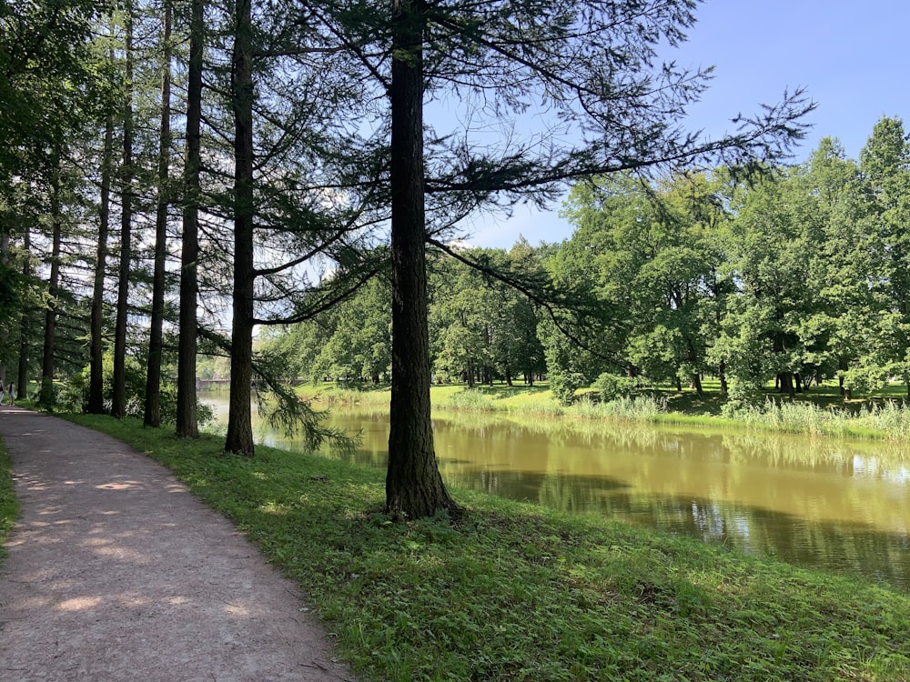 green trees beside river during daytime