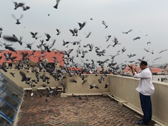 Technician carefully removing pigeons from a rooftop using humane methods.