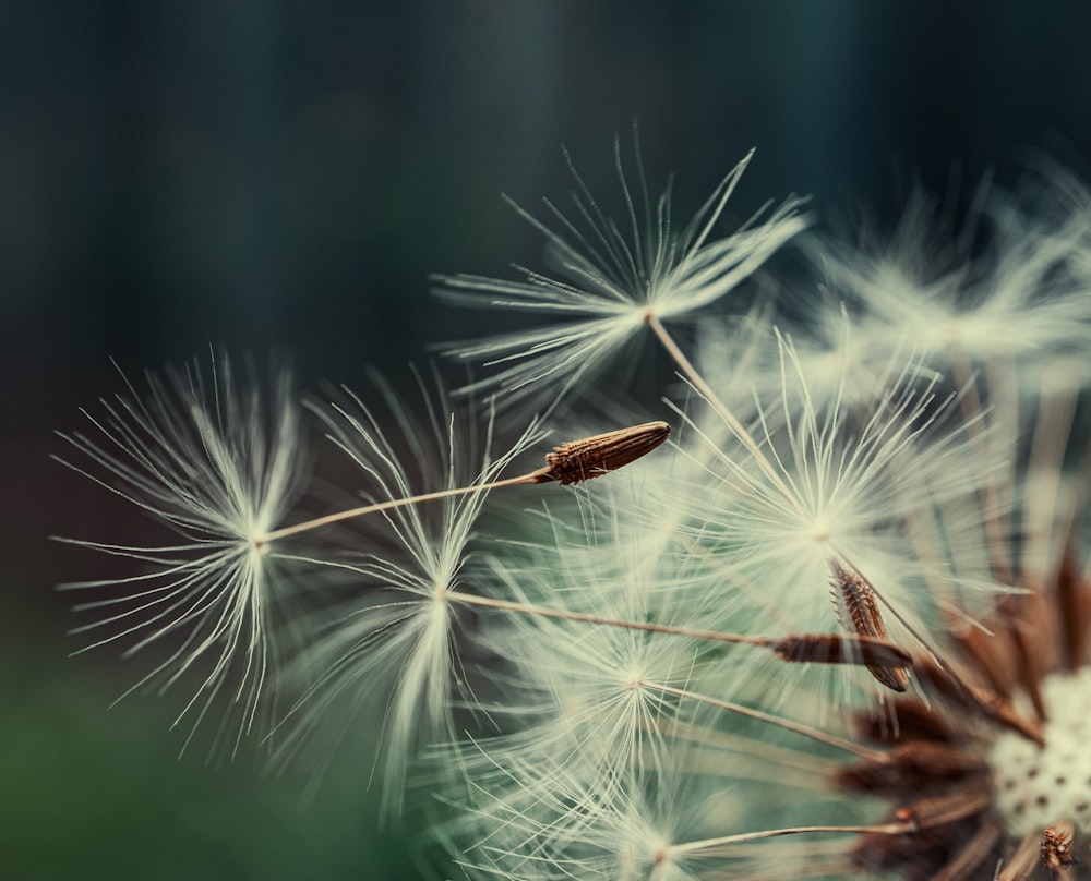 white dandelion in close up photography