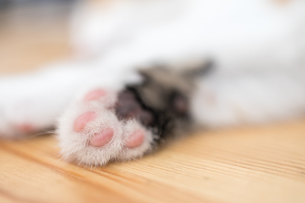 white and black cat paw