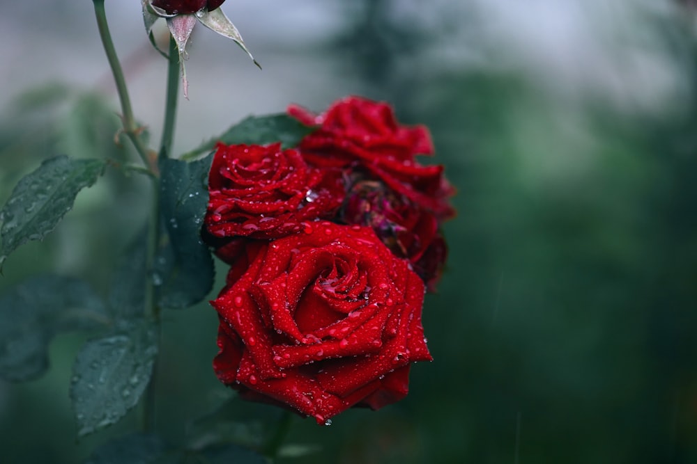 Rote Rose blüht tagsüber