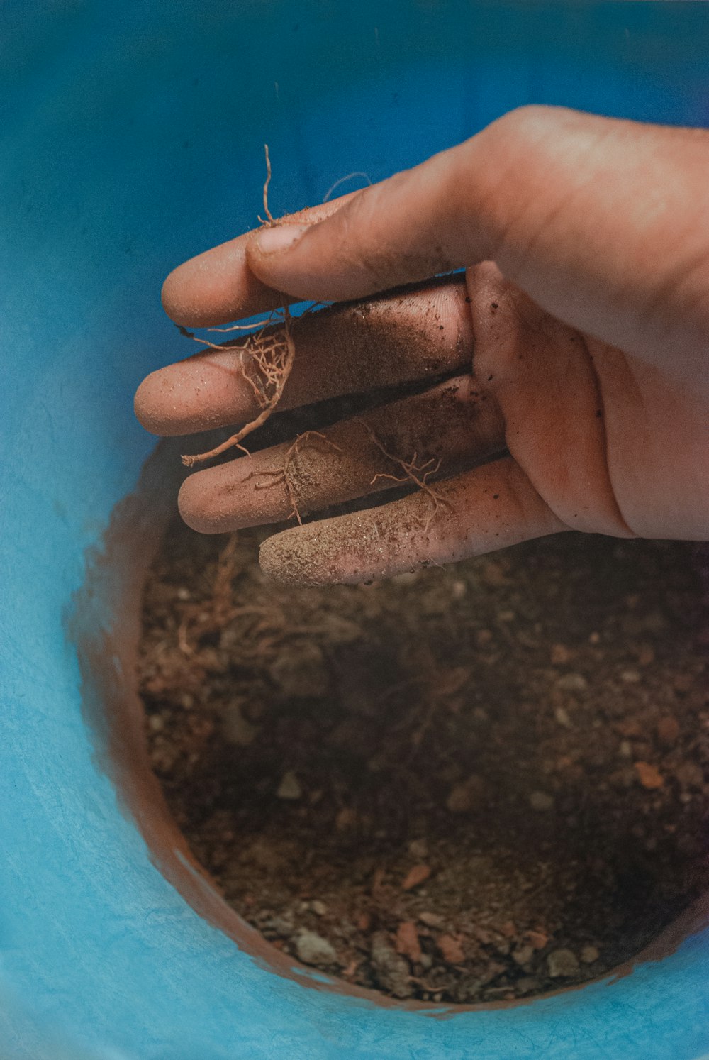 Person holding plant roots covered in soil
