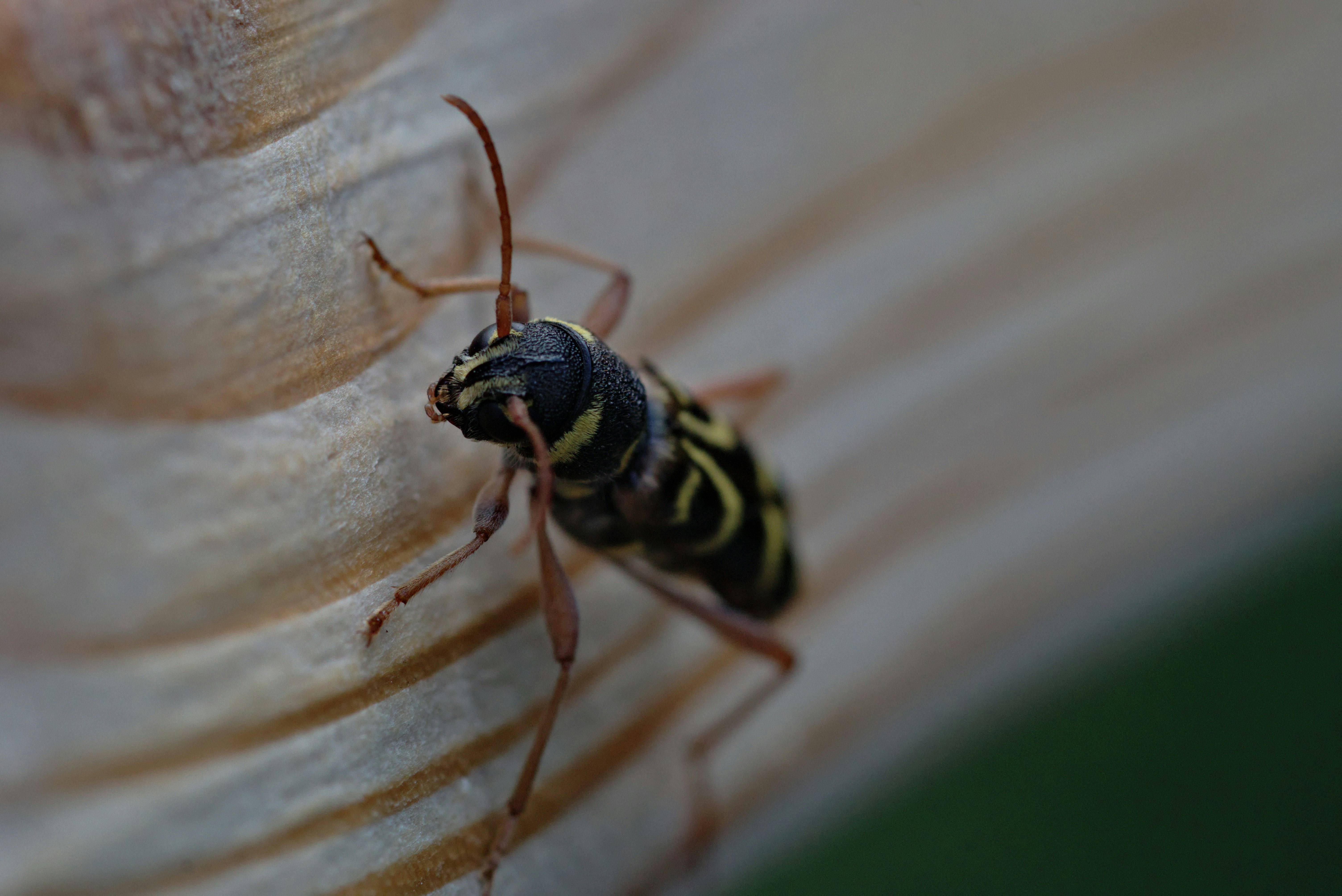 black and yellow wasp on white textile