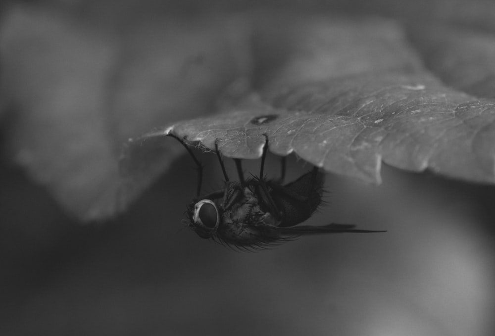 grayscale photo of a bee on a flower