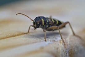 A close-up view of an insect with a black and yellow striped body. Its antennae are thin and curved, and it is standing on a textured wooden surface.