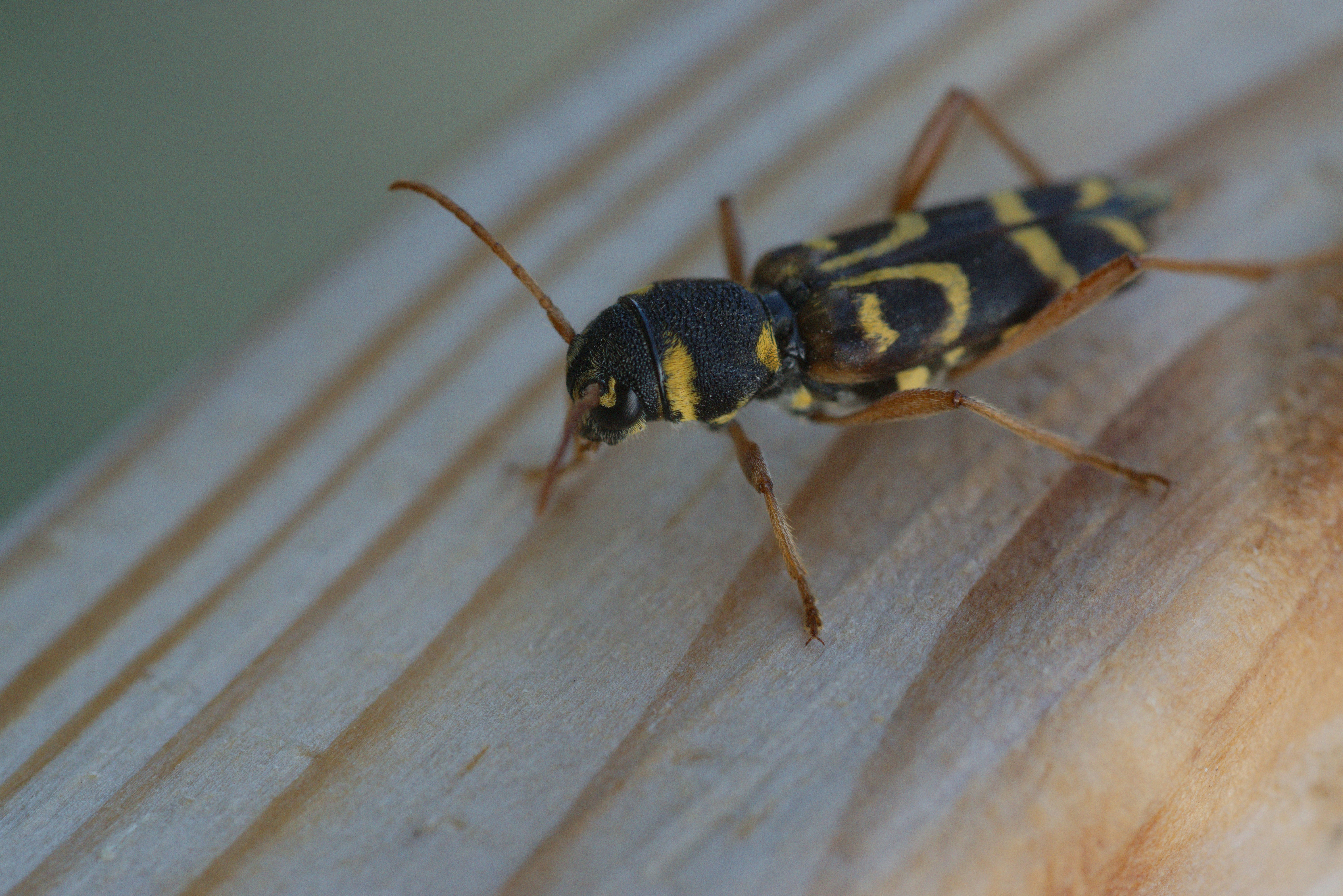 black and yellow insect on white textile