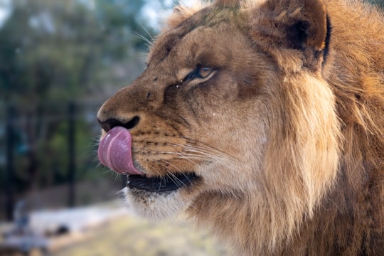 lion lying on ground during daytime in Mosman NSW Australia