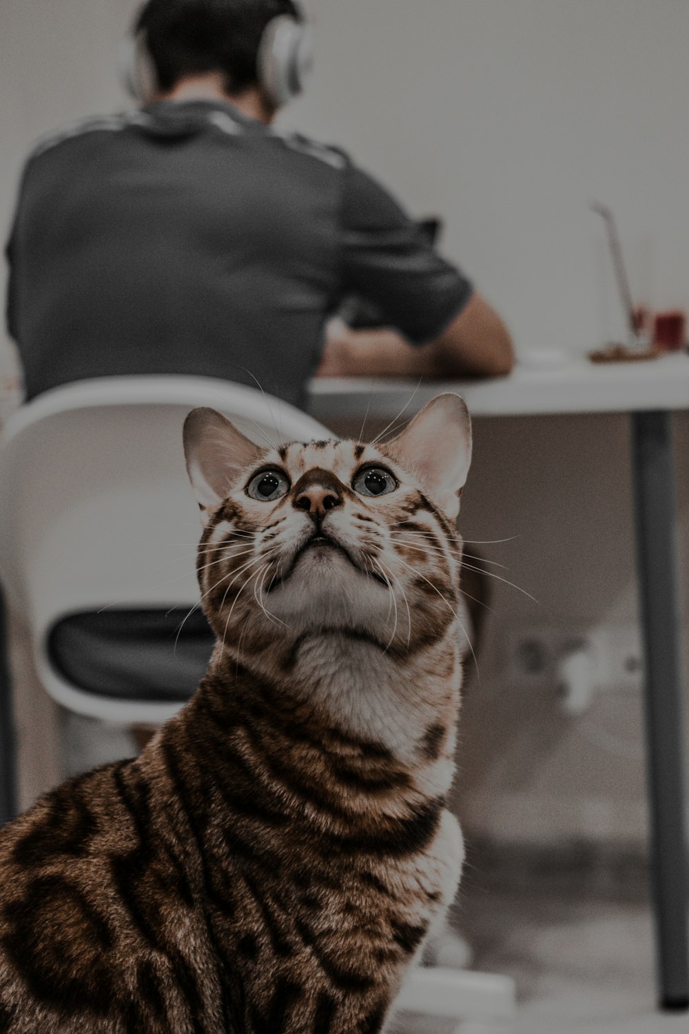 brown and white cat on white table