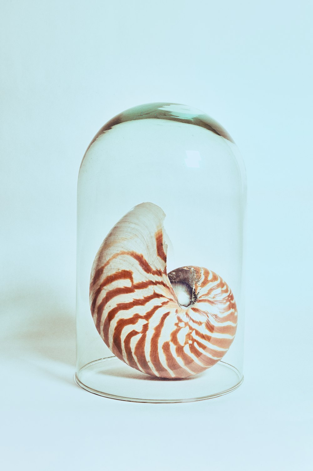 white and brown snail in clear glass bottle