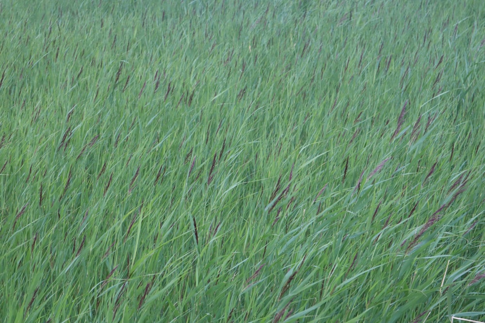 Campo de hierba verde durante el día