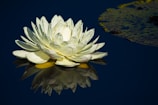 Close-up of a lotus flower gently resting on calm water, symbolizing purity and peace.