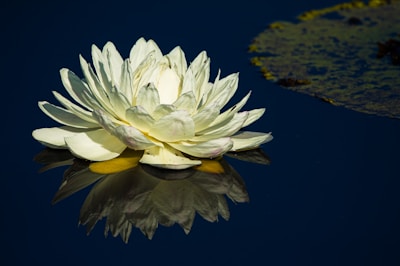 Close-up of a lotus flower gently resting on calm water, symbolizing purity and peace.
