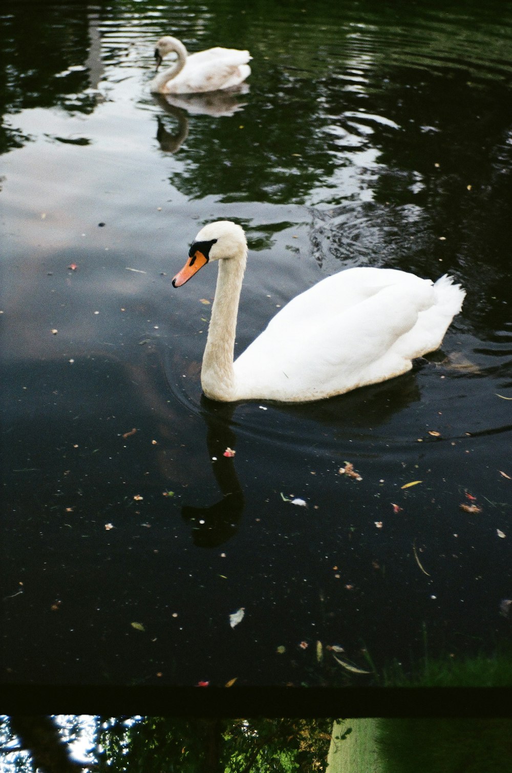 white swan on water during daytime