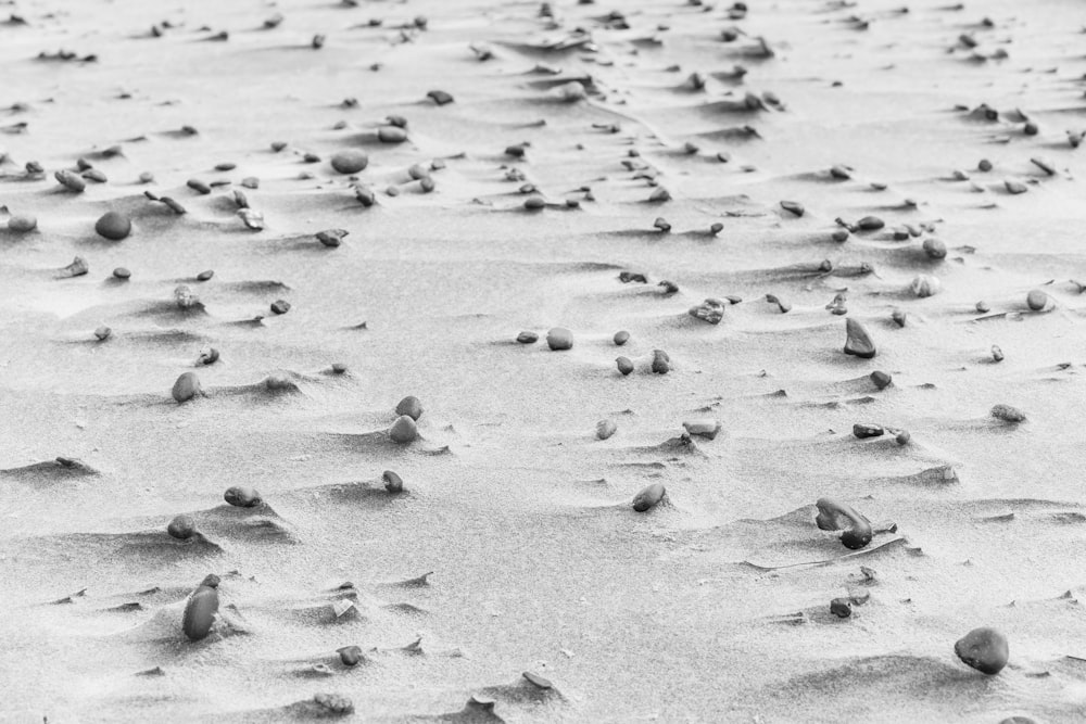 gray and black birds on white sand during daytime