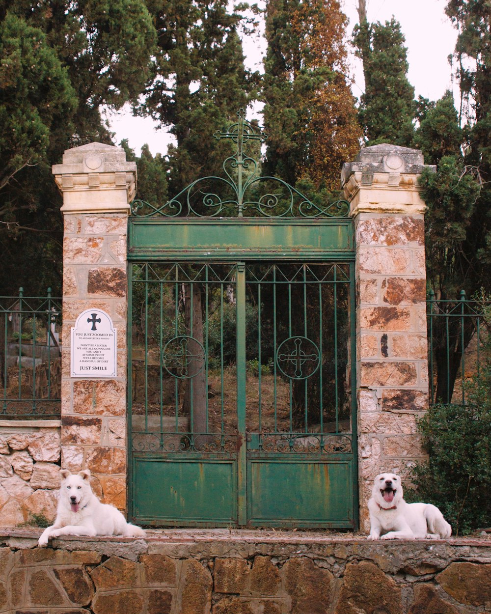 white and black short coated dogs on brown concrete building