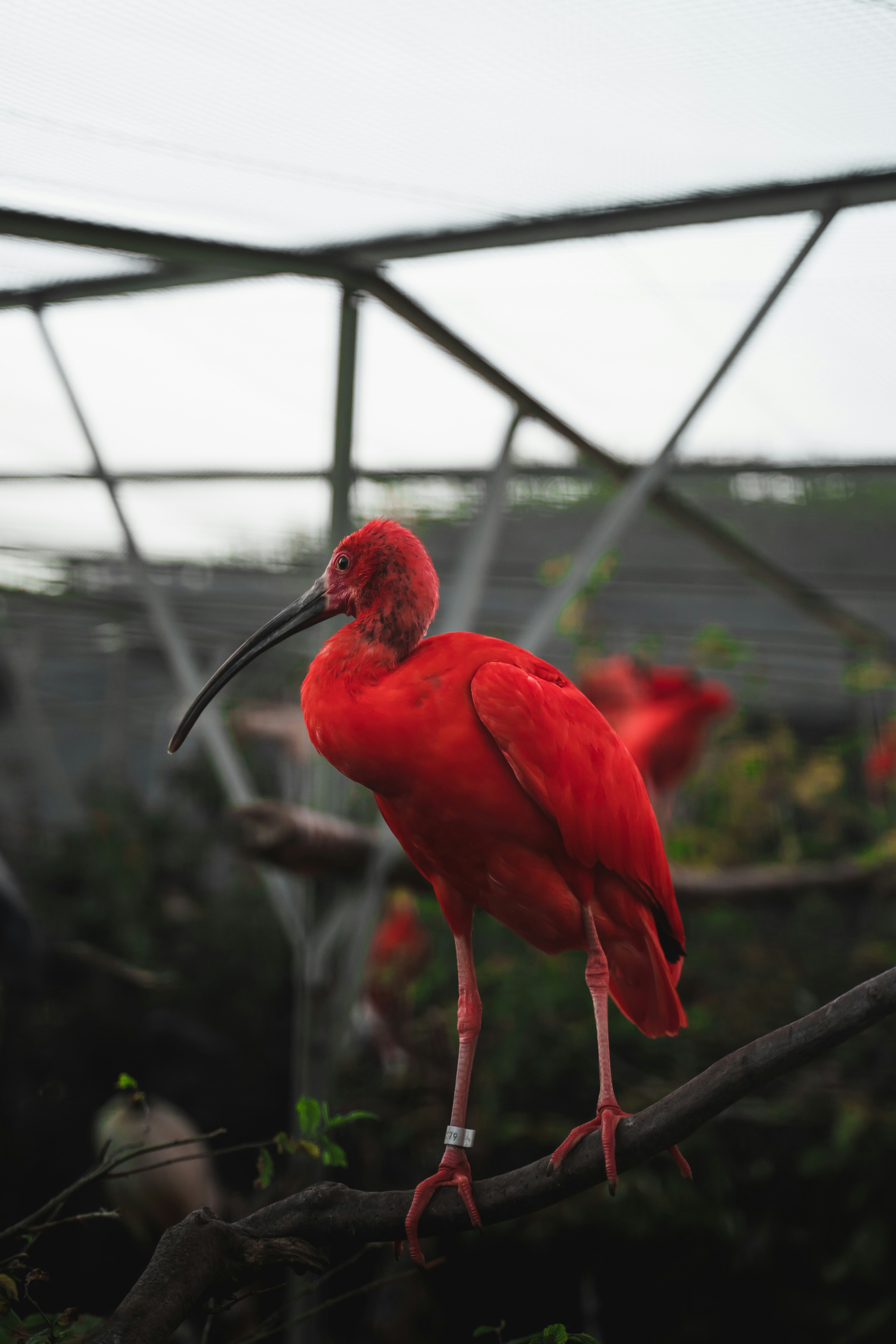 Honolulu Zoo
