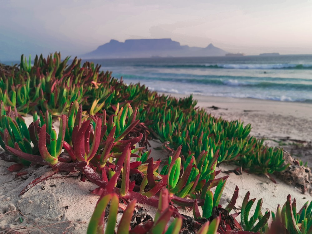 green and red plant on beach shore during daytime