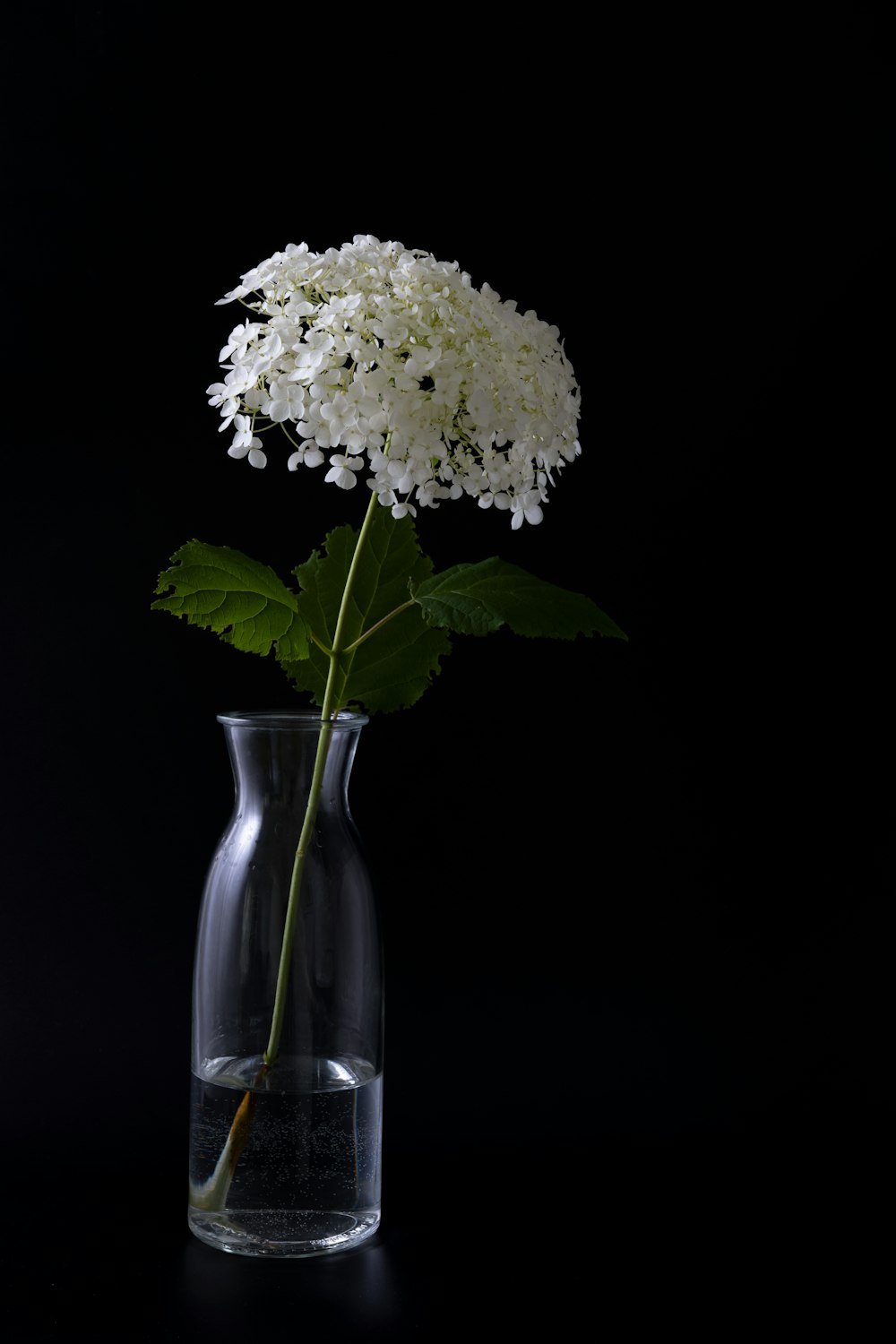 white flowers in clear glass vase