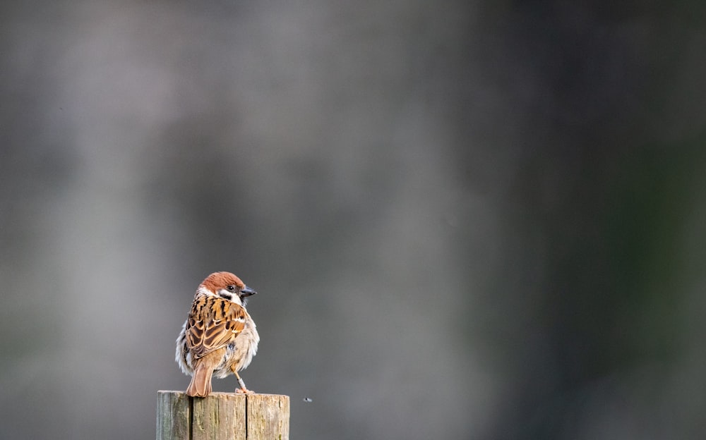 brown bird on brown wooden fence